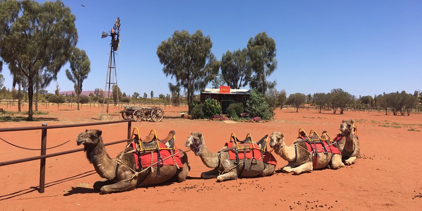 A unique desert experience—camel rides at sunset with Uluru in the backdrop.