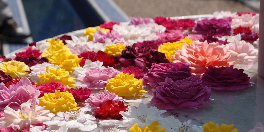 An image of blooming roses in El Kelaa M'Gouna celebrating annual harvest traditions.