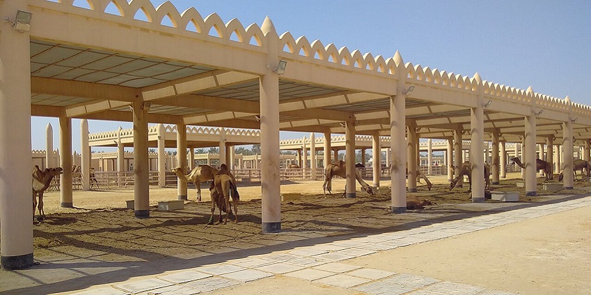 A group of camels relaxing at the Royal Camel Farm, one of the best things to do in Manama, Bahrain