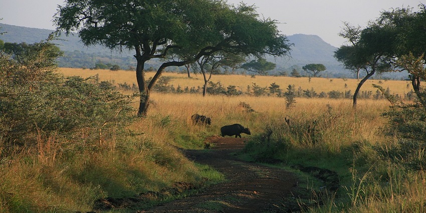 A picture of Ruma National Park Sanctuary, a vast Zoo in Kenya protecting endangered antelopes