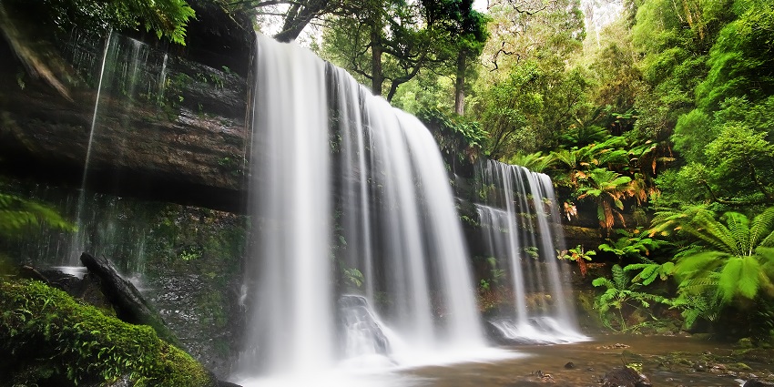 Rainforest surrounding the Russell Falls cascading over vertical columns of rocks.