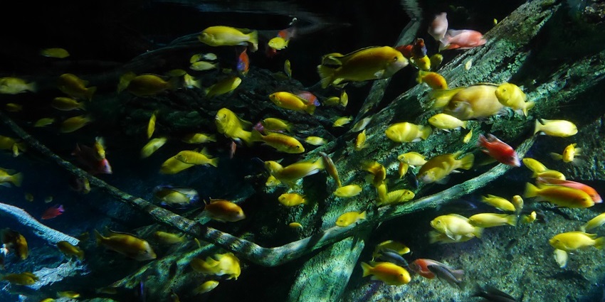 A picture of an aquarium, which is one of the best places to visit in Bangkok in October