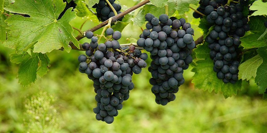 Make your own wine at Grape Expectations,unique among things to do in Somerset County!
