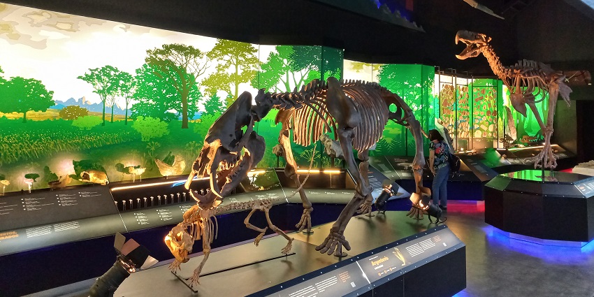 Fossil remains of dinosaurs at Museo Paleontológico Egidio Feruglio, one of the top things to do in Patagonia Argentina.