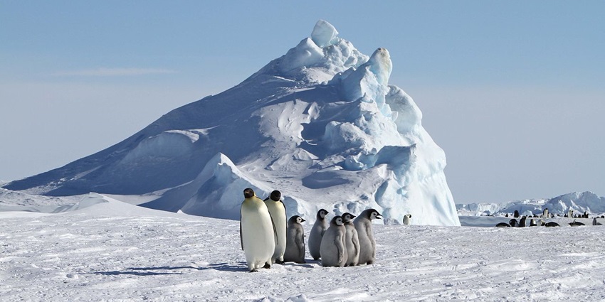 An image of Emperor penguins at at Snow Hill Island, a famous thing to see in Antarctica.