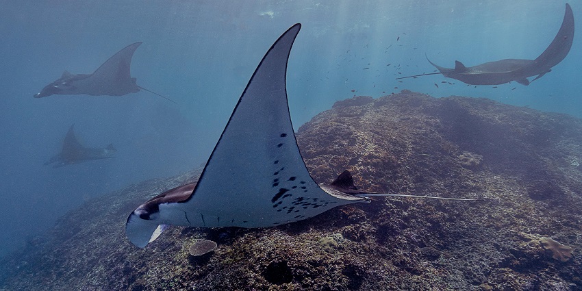 Join a thrilling boat tour to feed and swim with reef sharks, among the things to do in Bora Bora.