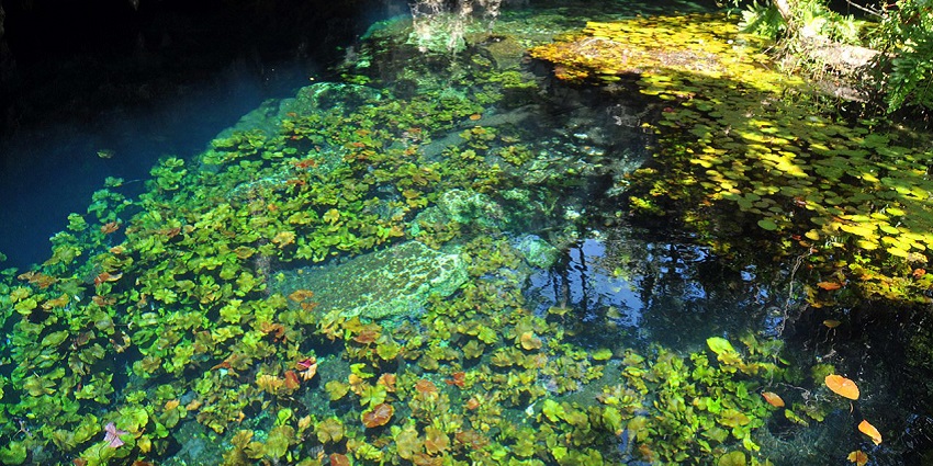 An image of the Grand Cenote with turquoise waters and lush greenery in caves in Mexico.