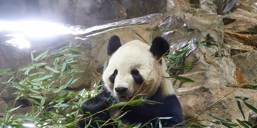 image of Tian Tian the panda at Smithsonian's National Zoo in the United States.
