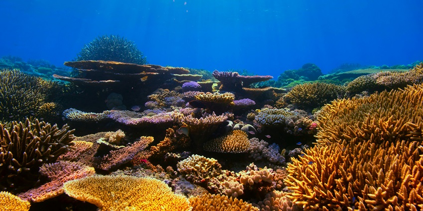 A picture of vibrant coral reefs teeming, a top snorkeling spot for Things to Do in Barbuda