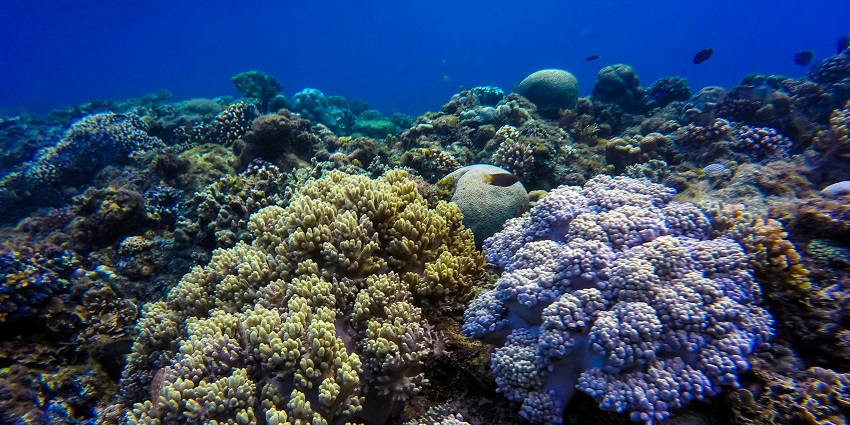 Snorkel through the vibrant coral garden, which is among the best things to do in Bora Bora.