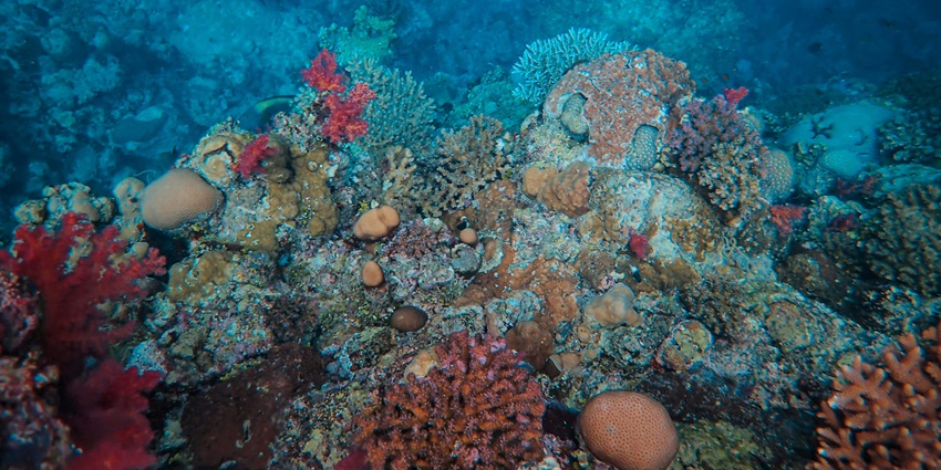 Things to do in El Nido include snorkelling in coral gardens, home to marine life.