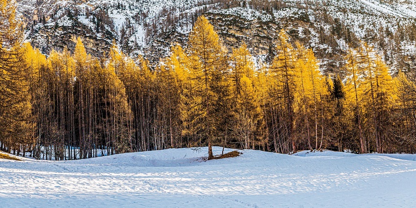 A stunning snowy view of trees and a mountain in a snow-capped hill station in winter.