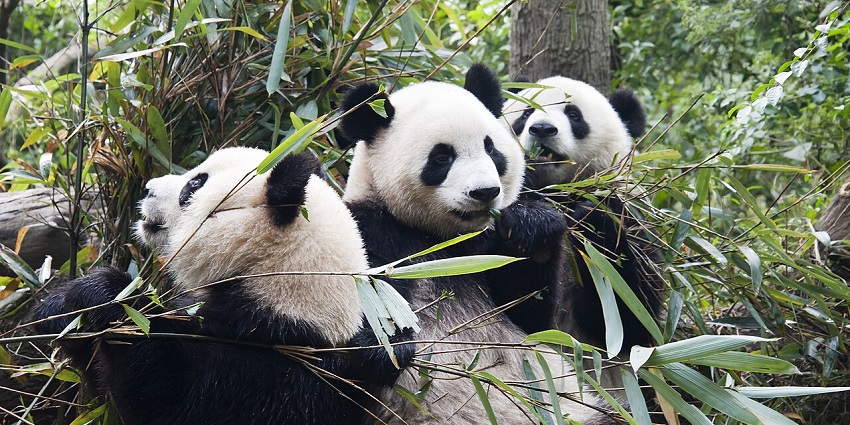 Three Pandas were spotted eating grass by tourists, an exciting thing to do in Sichuan.
