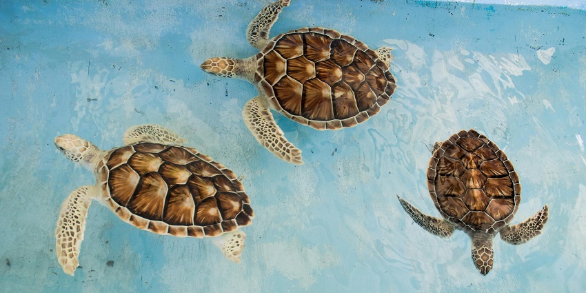 Spot turtles at Deluang Sari Turtle Conservation Center, a top thing to do in Tanjung Benoa.