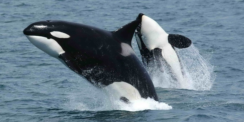 A boat cruise where tourists spot whales and dolphins in the deep Indian Ocean, among the best things to do in Trincomalee.