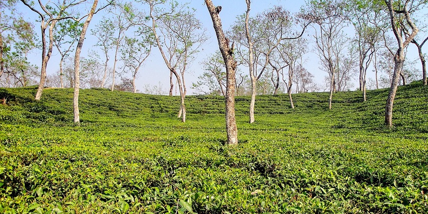 A picturesque shot of a tea estate in the Sreepur area in Sylhet with tall trees on a sunny day.