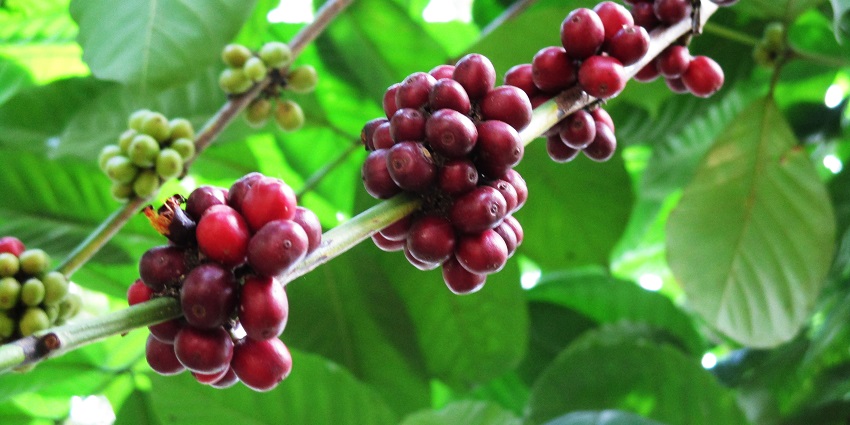 An image of Sri Lankan coffee beans, a popular item to buy in Sri Lanka.