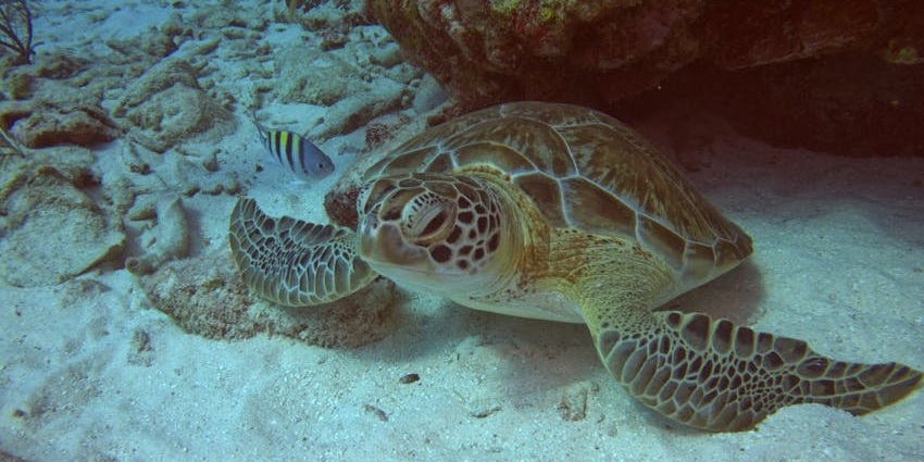 An image of a sea turtle captured inside the waters near Ko Huyong, a turtle nesting site