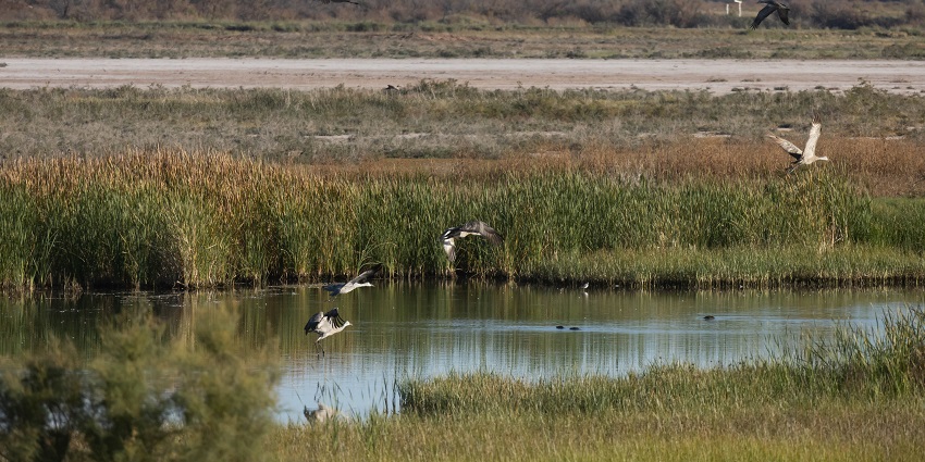 Walking through Bitter Lake National Wildlife Refuge is one of the best things to do in Roswell NM.