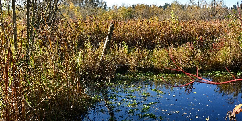 A walk in Mercer Slough Nature Park, one of the best things to do in Bellevue, WA.