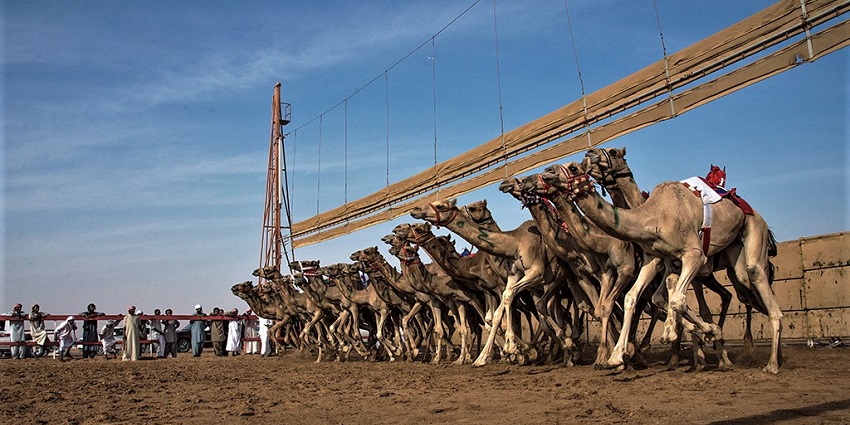 Camel race in Oman with camels from the starting line to celebrate Oman's desert legacy.