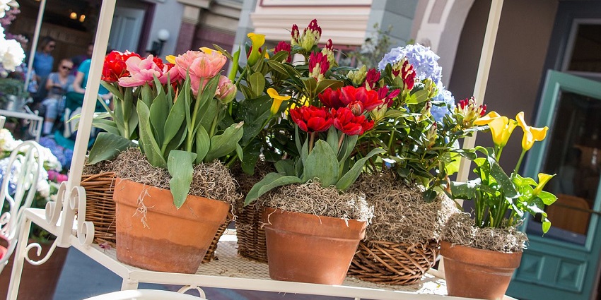 Image of a vibrant bouquet in the Campo de' Fiori Market