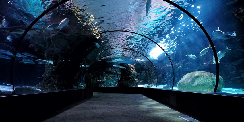 Wandering around the Odysseo aquarium is one of the most unique things to do in Port Louis.