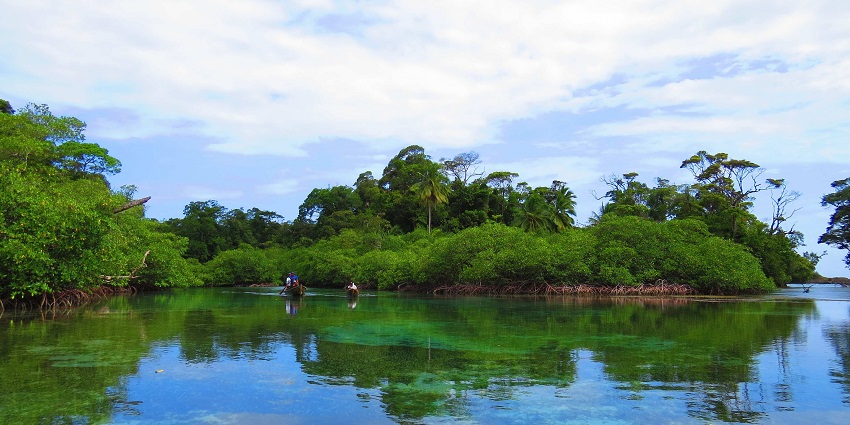 Eco tours immerse you in lush mangroves as things to do inspire sustainable travel
