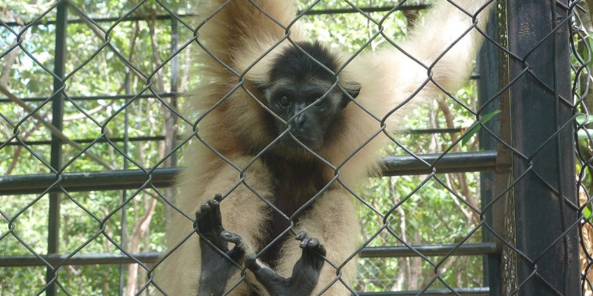 An image of gibbons in their habitat at Takeo Zoo, a peaceful zoo in Cambodia.