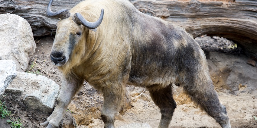 A takin, an animal that resembles cows or goats, standing on rocks with an active stance.
