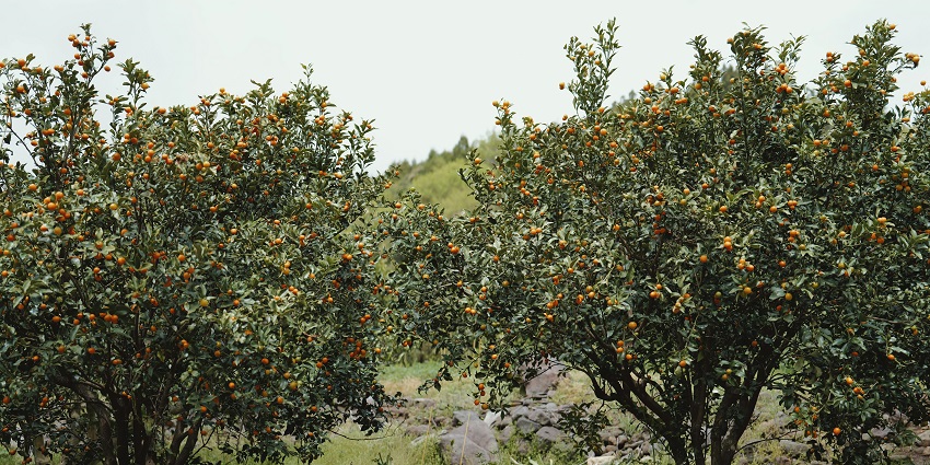 Indulge in the freshest flavors of Summerland by visiting its renowned local orchards