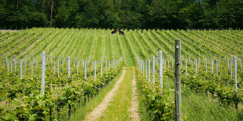 Image of a green vineyard similar to the family vineyards in Banyalbufar.