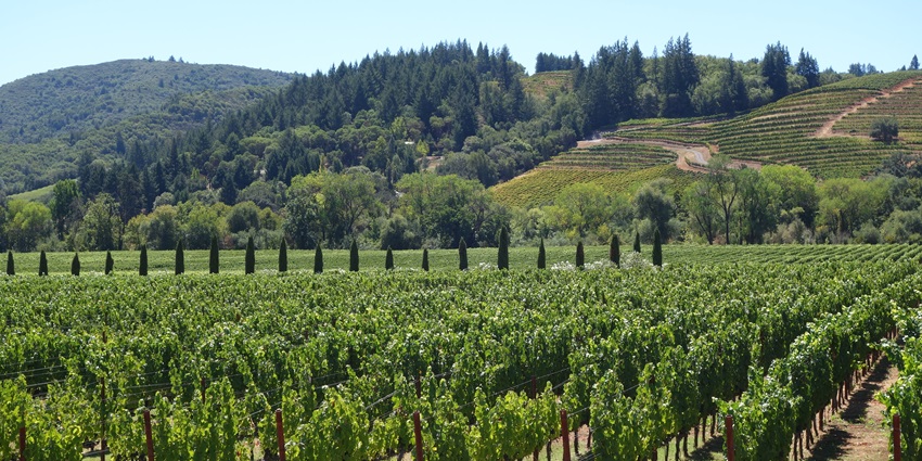 Sample the dessert wine Sciacchetrà during a vineyard tour overlooking the Mediterranean.