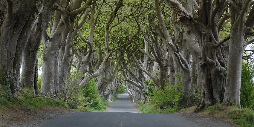The Dark Hedges– a hauntingly beautiful spot among the top places to visit near Belfast.