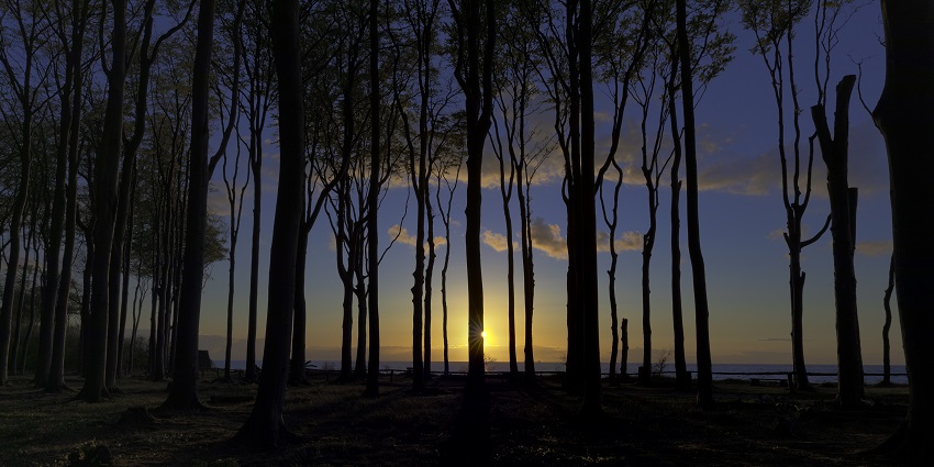 A seaside forest with windswept trees creating a hauntingly beautiful landscape, among the famous haunted places in Germany.