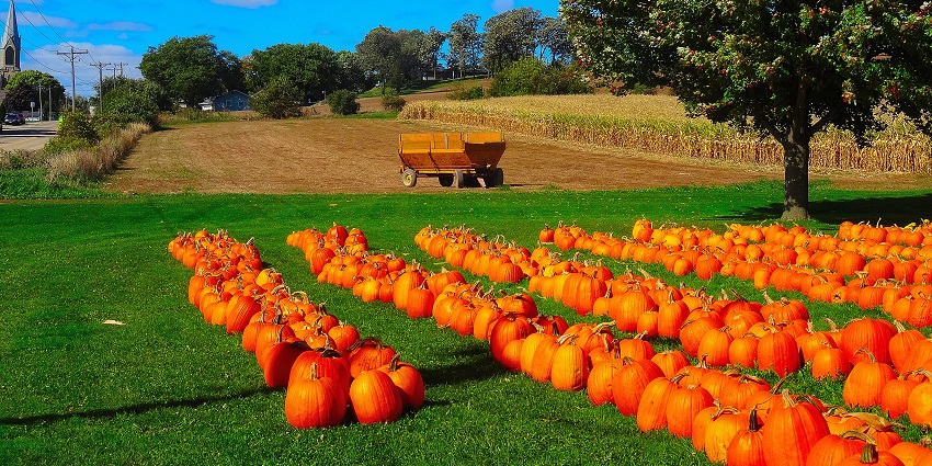 An image of a festive swing over pumpkins, capturing the spirit of harvest festivals of New York.