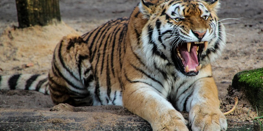 A tiger spotted at the Tiger Kingdom in Thailand, a major tourist attraction of the region.