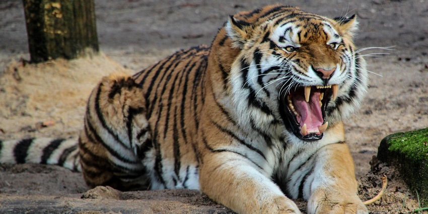 Close interaction with a tiger at Tiger Kingdom Phuket, a popular wildlife attraction.