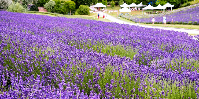 People walking through blooming lavender fields during the Tihany Lavender Festival with workshops and scenic countryside views.