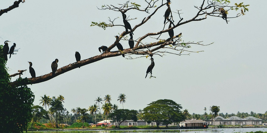 Tranquil view of Negombo Lagoon with calm waters, lush greenery, and birds