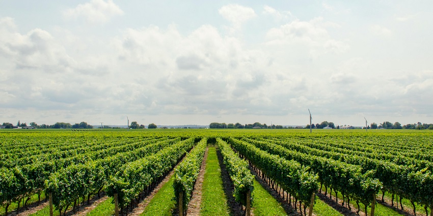 Embark on a exciting journey along a renowned wine trail, one of the top things to do in Summerland