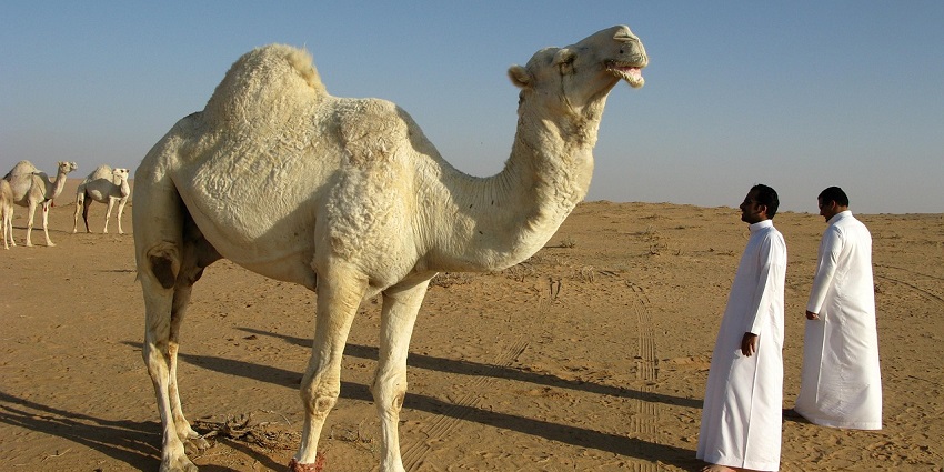 An image showing people wearing the traditional clothes of Saudi Arabia.
