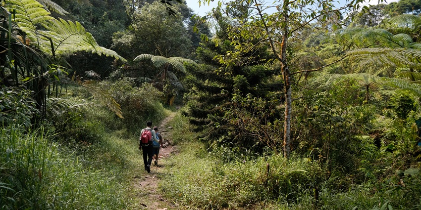 Things to do in Tobago include hiking through lush trails of the world’s oldest rainforest