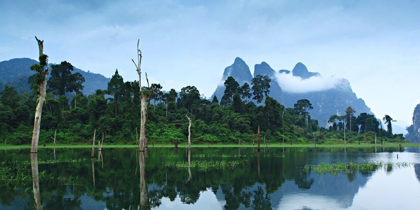 Lush rainforest with limestone karsts and diverse wildlife, among the best things to do in Surat Thani, Thailand.