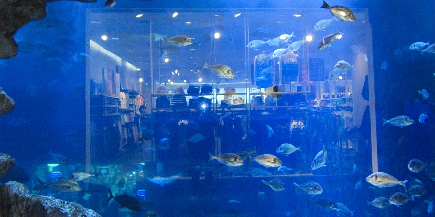 Diver interacting with fish during an underwater session at The Lost Chambers Aquarium
