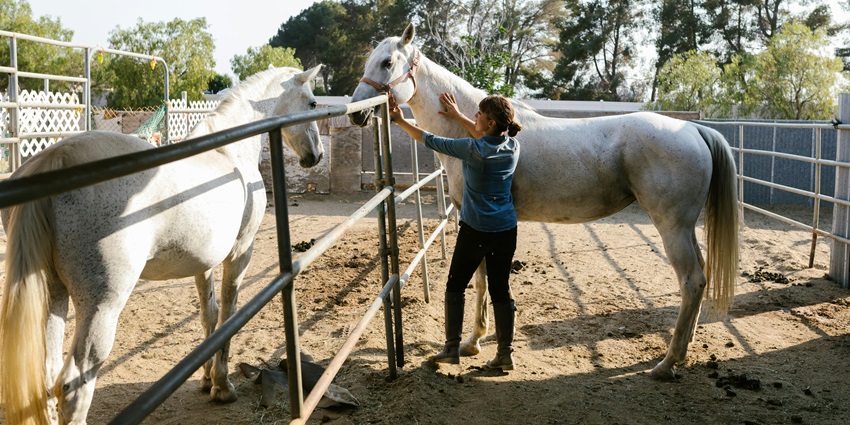 Image of horses in a place similar to the El Patio Ranch, where you can ride horses.