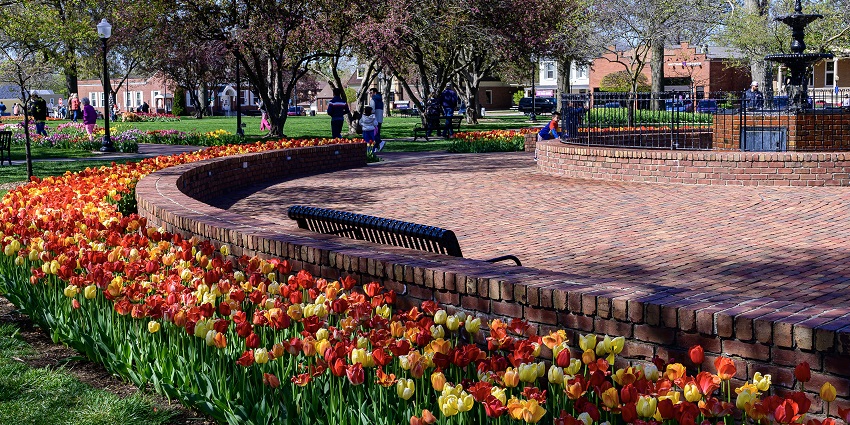 A public park with purple trees is adorned with colourful tulips for the tulip festival