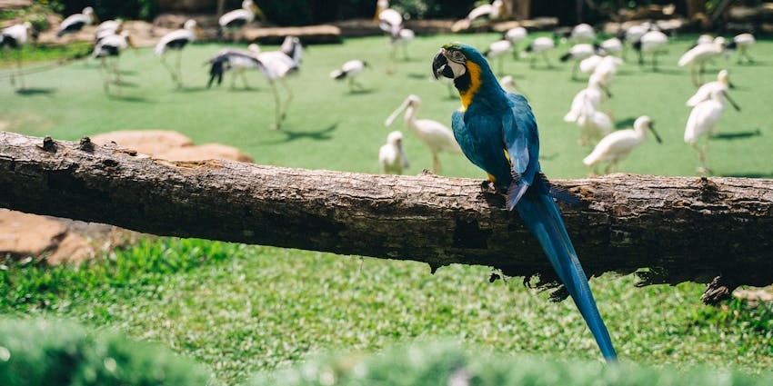 Umgeni River Bird Park, a lush sanctuary with hundreds of bird species in walk-through aviaries and waterfalls, is one of the must-see places to visit near Durban.