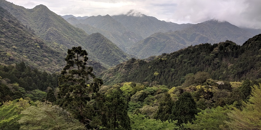 An image of the mossy forest in the Valley of Ghibli, a famous place to visit in Japan.