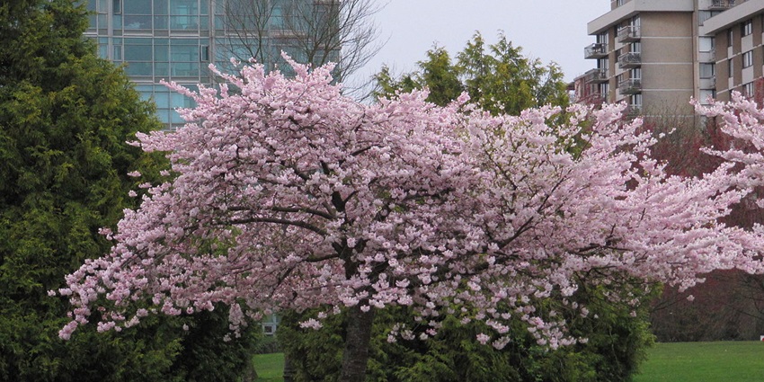 Pink cherry blossoms are in full bloom in Vancouver, one of the things to see in BC in March.